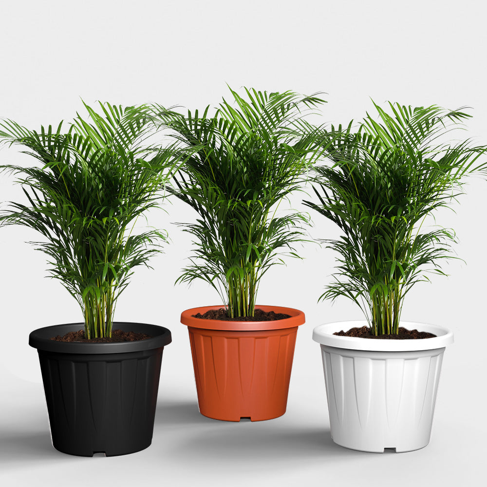 SHERA | CROWN PLANTER