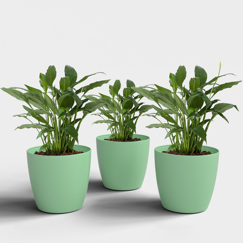 SHERA | STELLA PLANTER