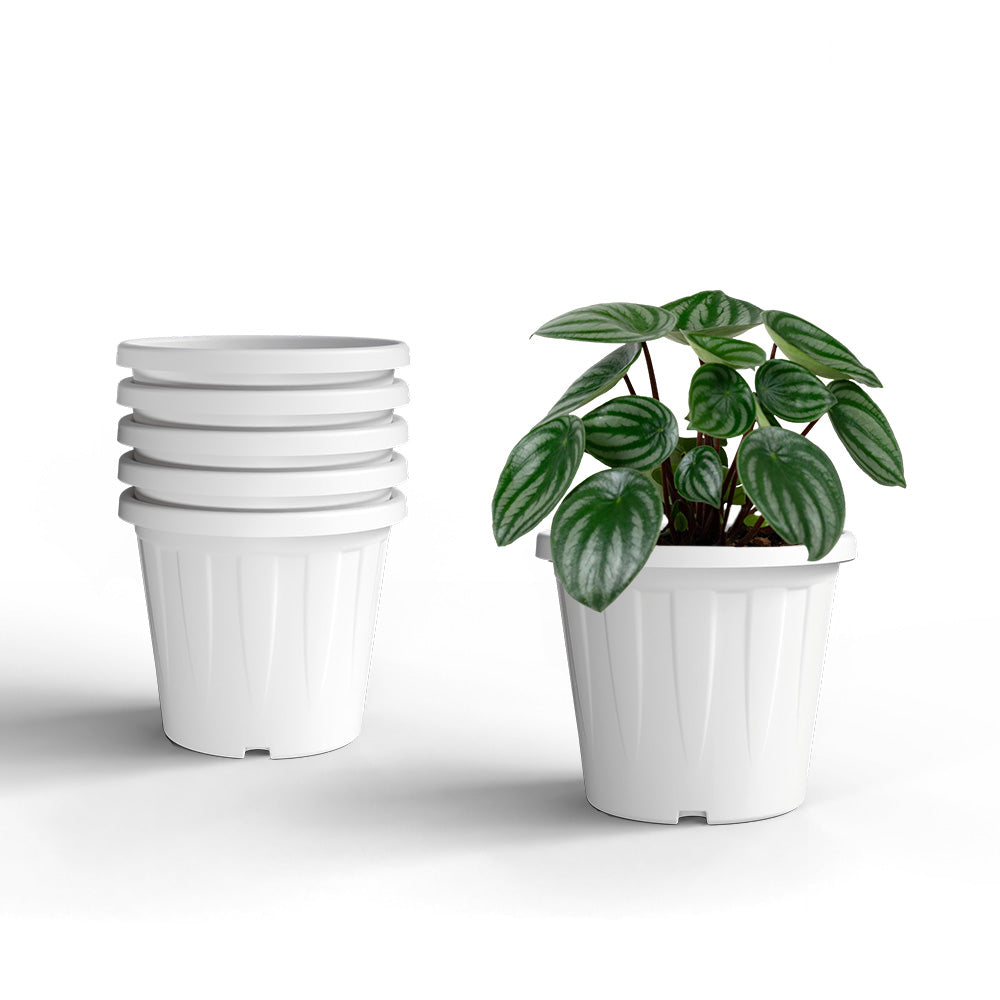 SHERA | CROWN PLANTER