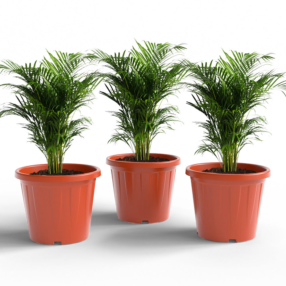 SHERA | CROWN PLANTER