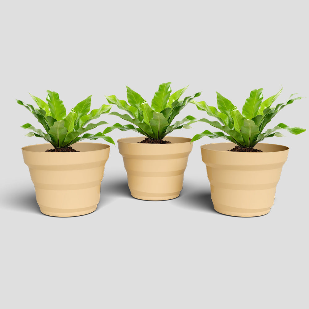 SHERA | RING PLANTER
