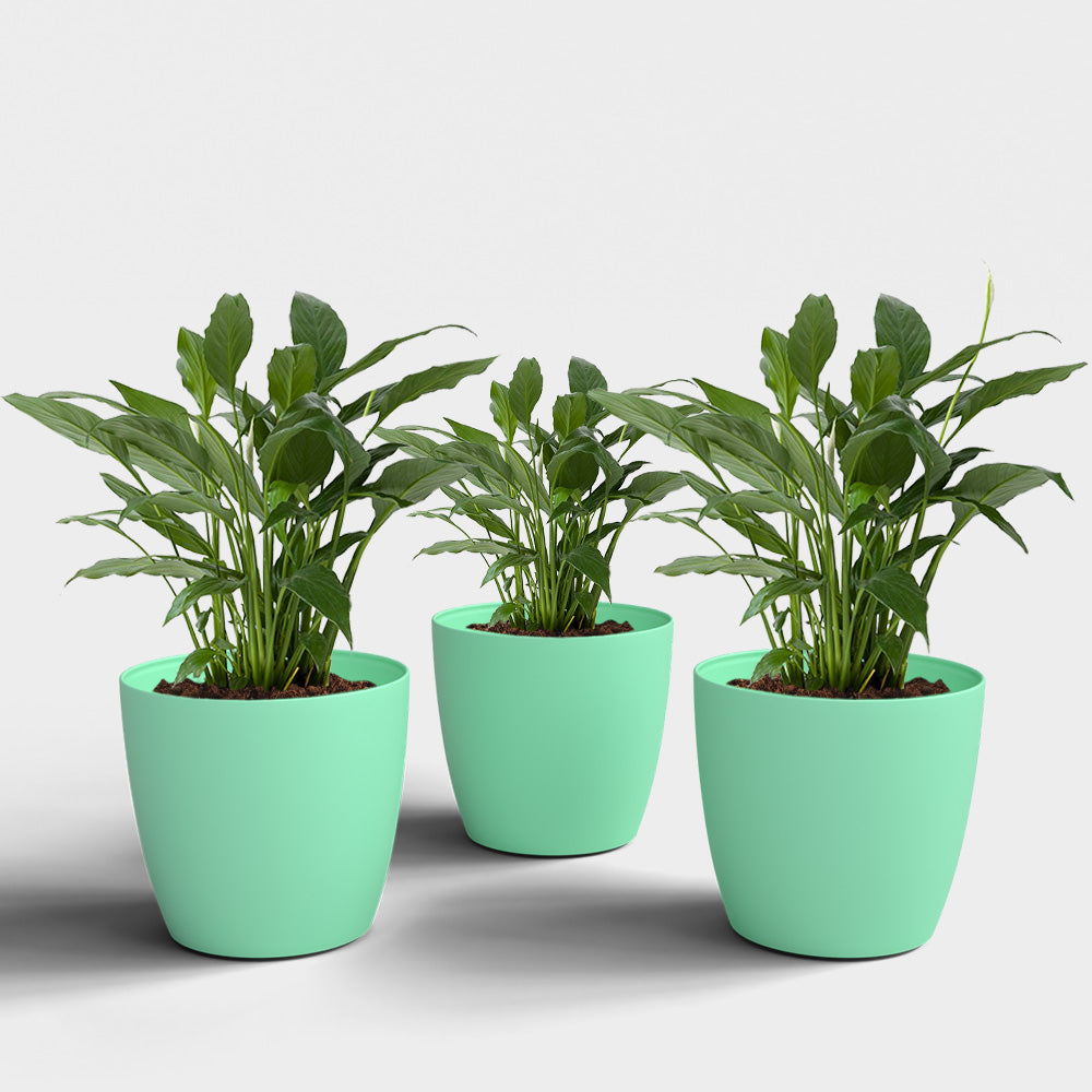 SHERA | STELLA PLANTER