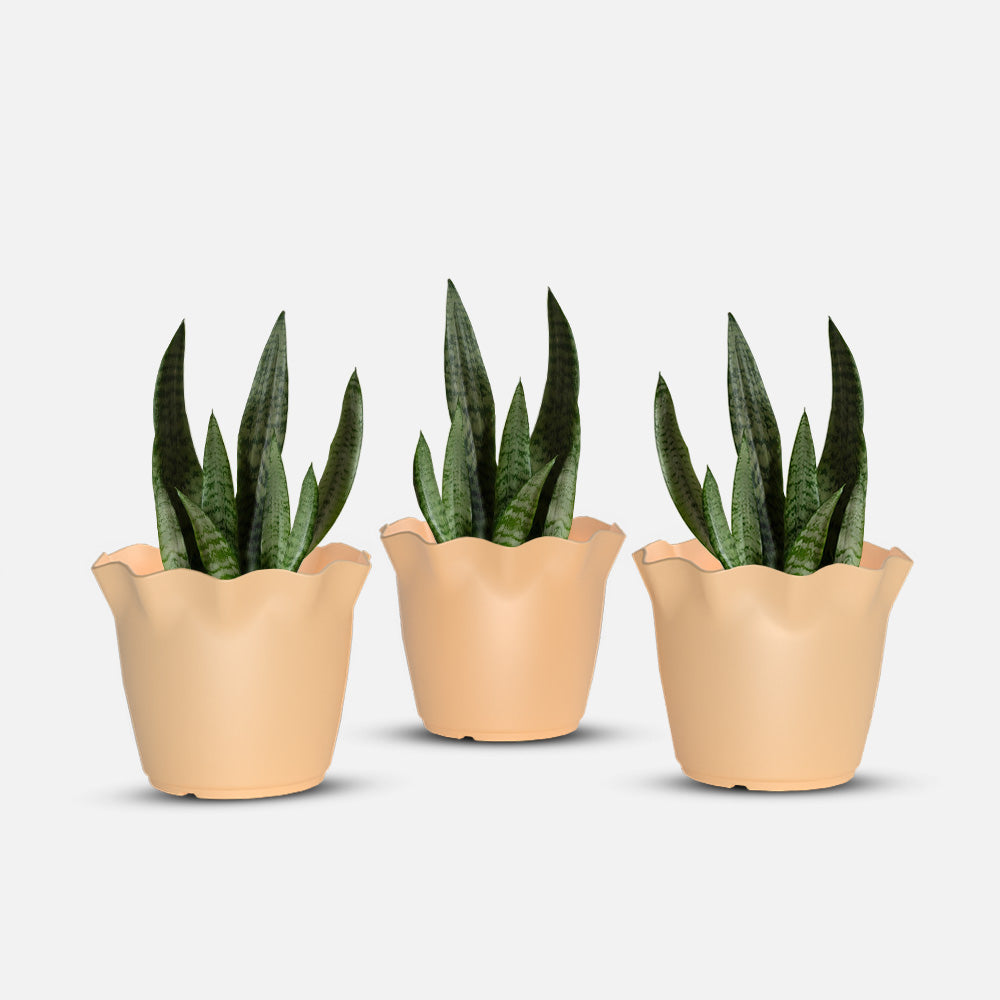 SHERA | FLOWER PLANTER