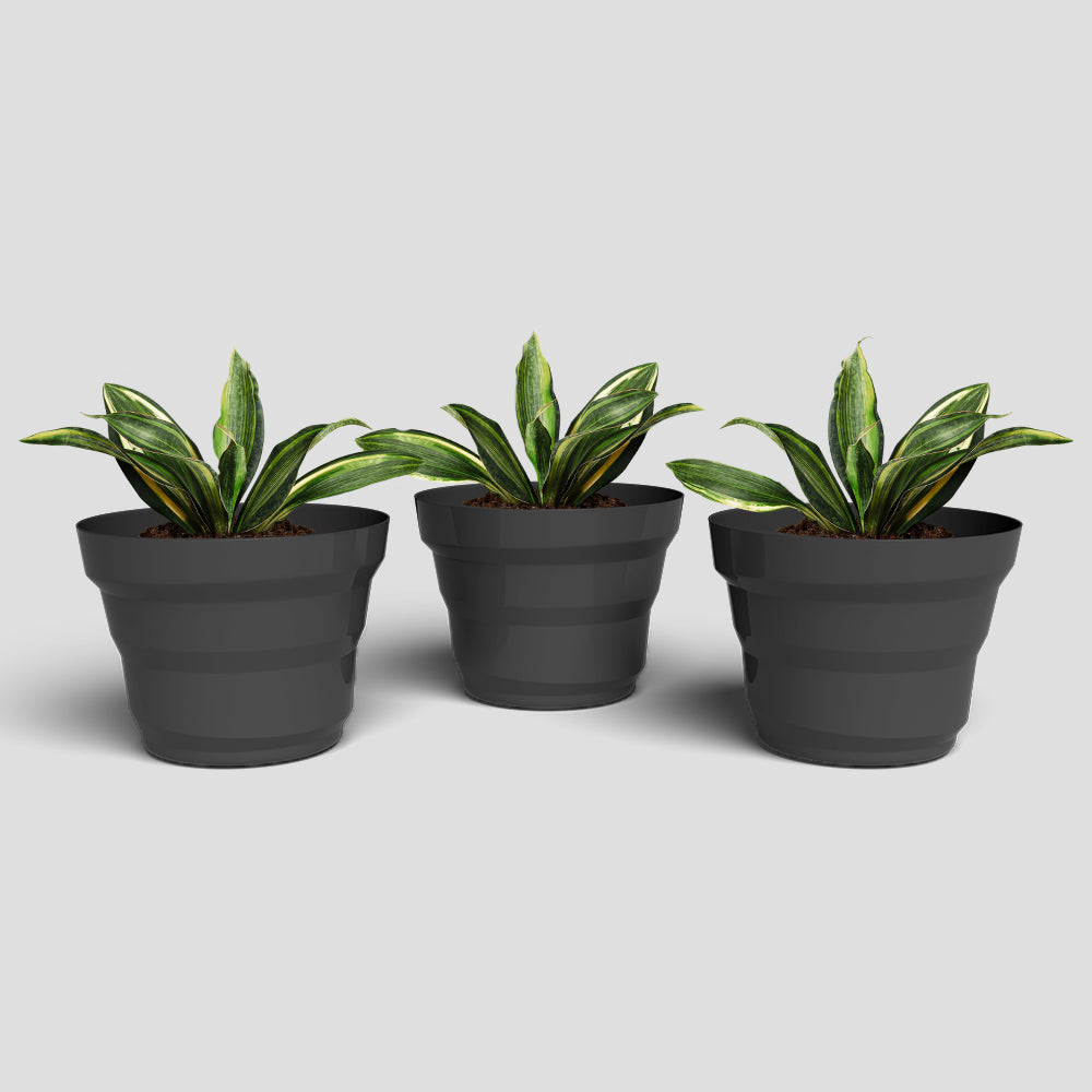 SHERA | RING PLANTER