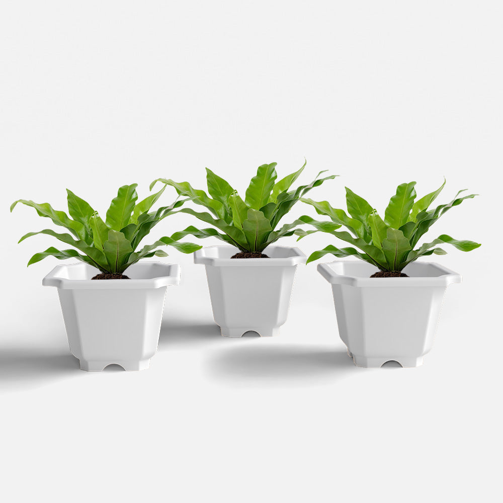 SHERA | OCTA PLANTER SET OF 3