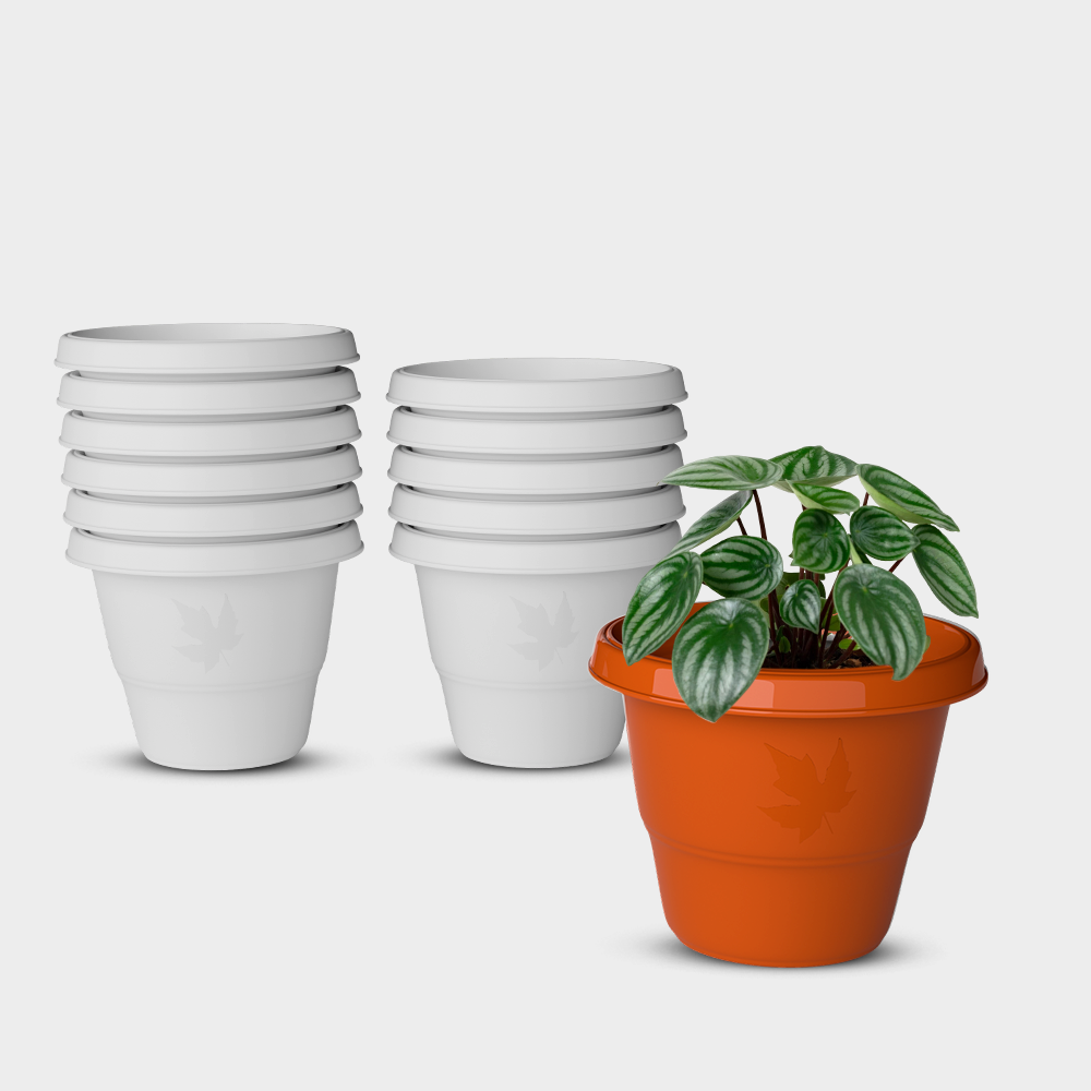 SHERA | RD PLANTER
