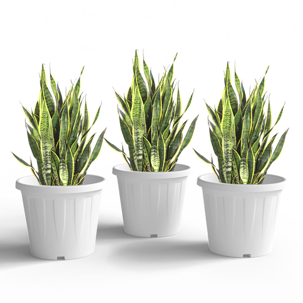 SHERA | CROWN PLANTER
