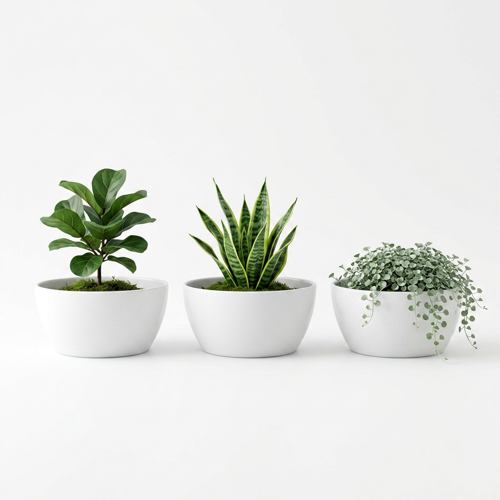 SHERA | STELLA K PLANTER