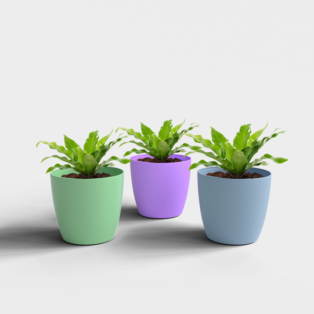 SHERA | STELLA PLANTER