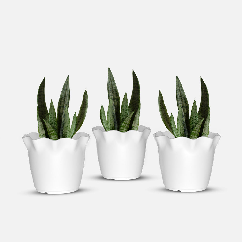 SHERA | FLOWER PLANTER