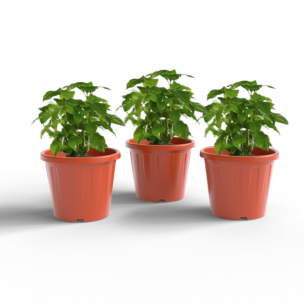 SHERA | CROWN PLANTER