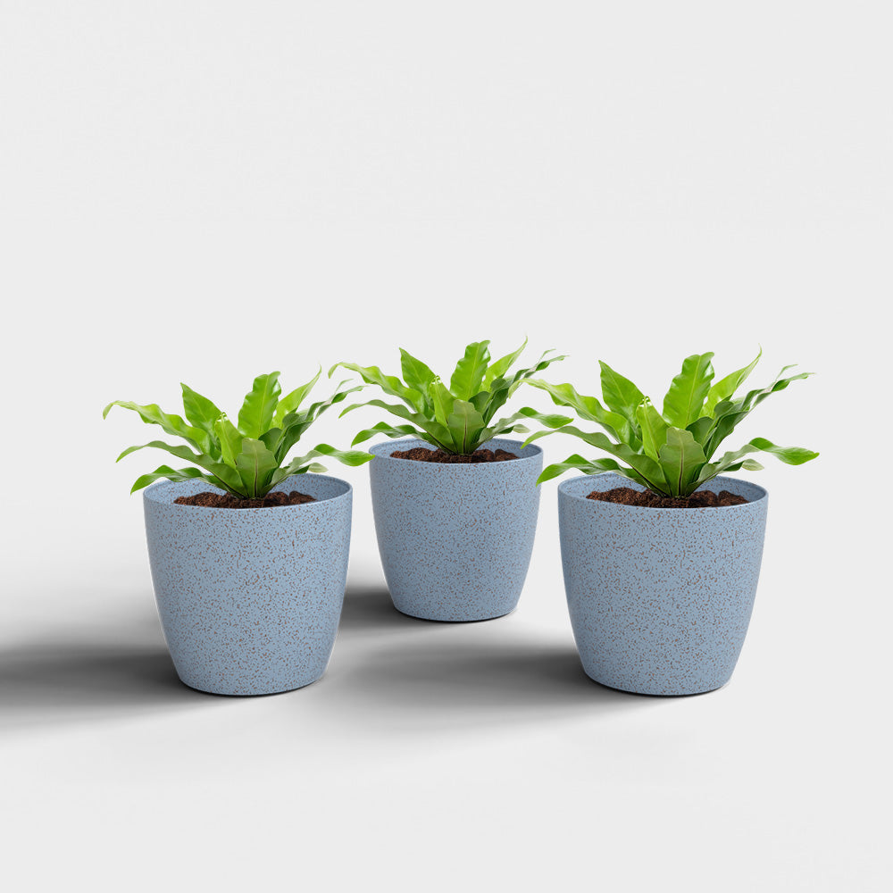 SHERA | STELLA BIO PLANTER