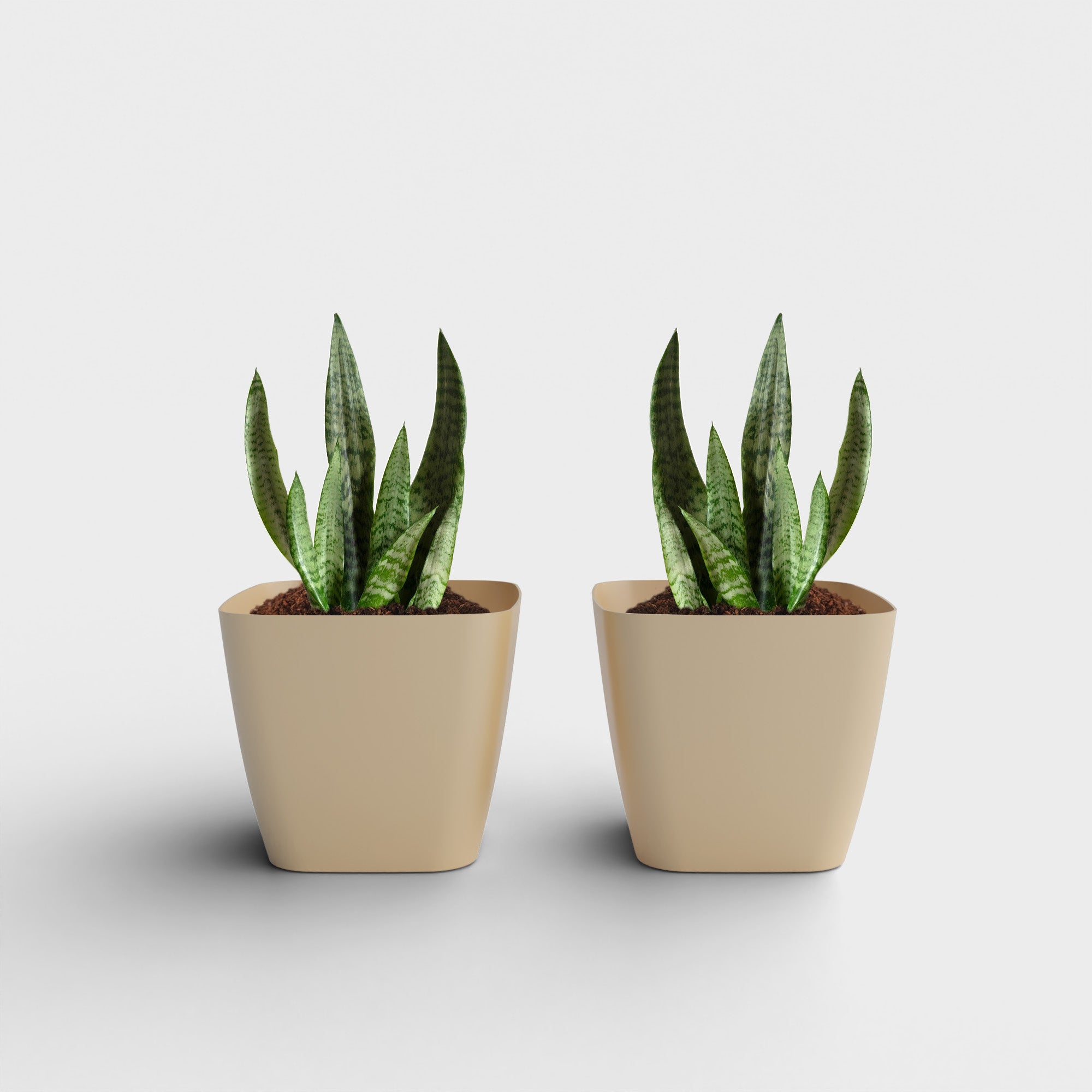 SHERA | STOIC PLANTER