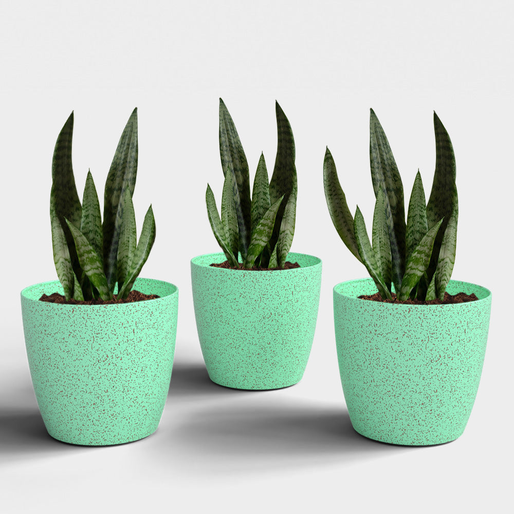 SHERA | STELLA BIO PLANTER