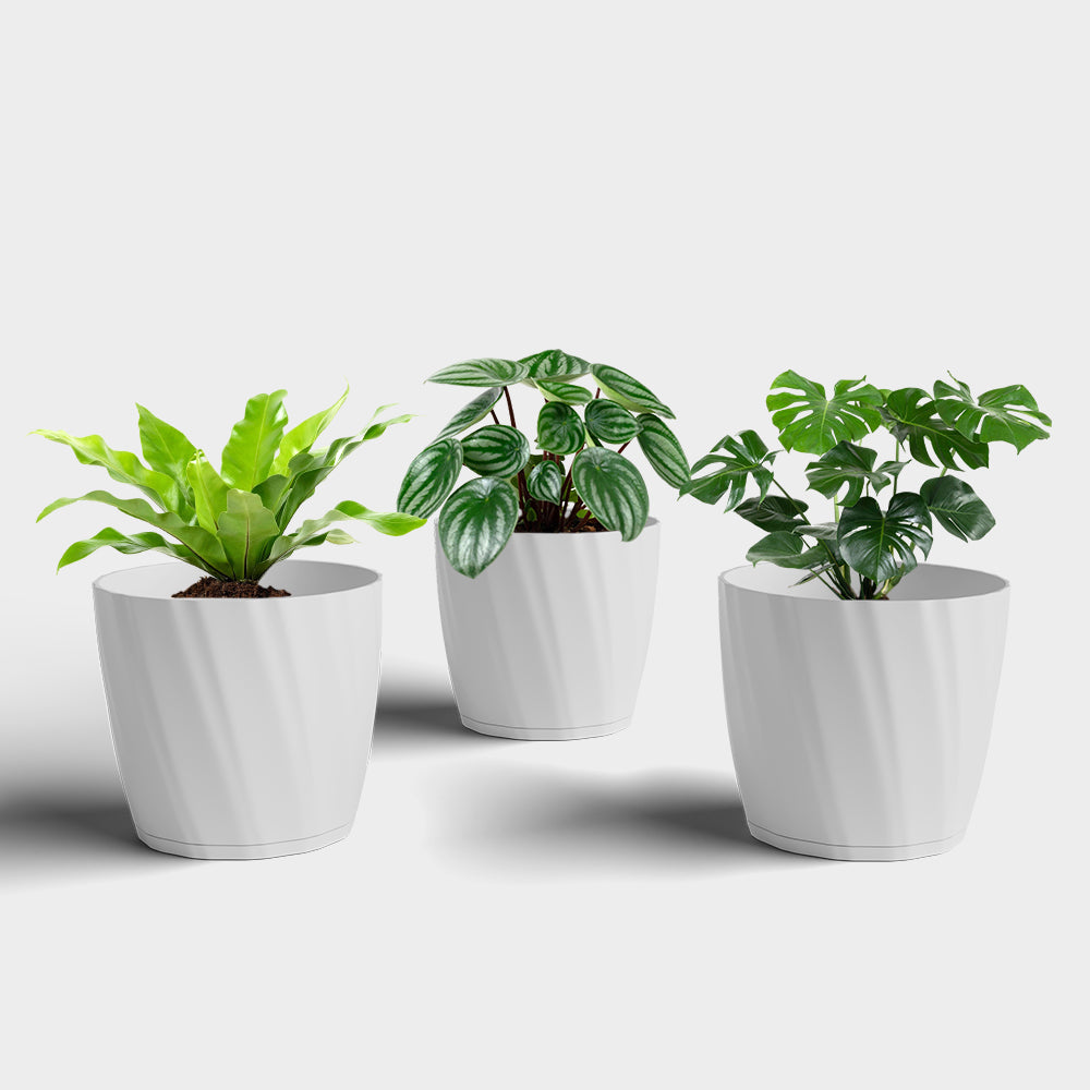 SHERA | ZINNIA PLANTER