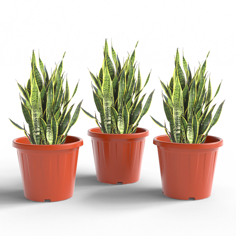 SHERA | CROWN PLANTER