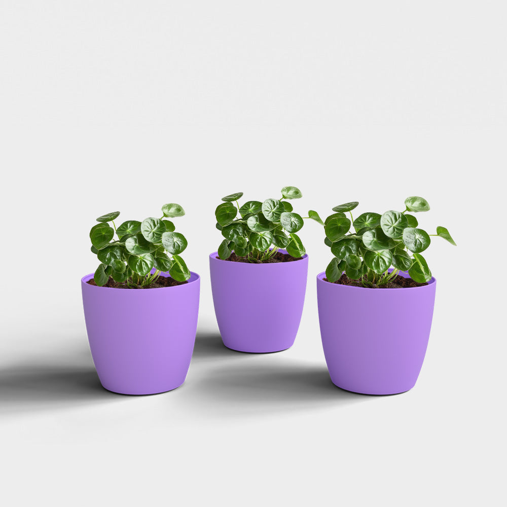 SHERA | STELLA PLANTER