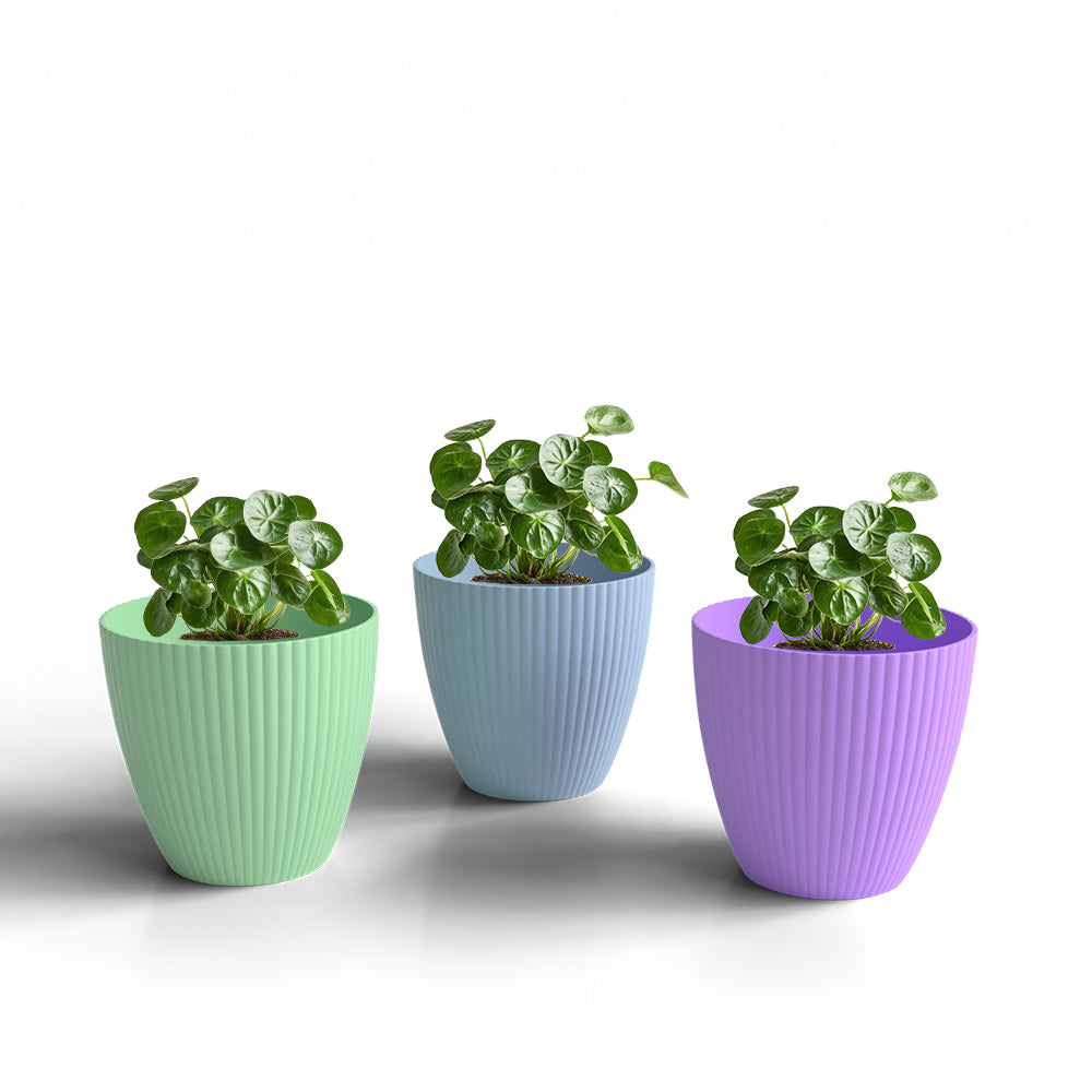 SHERA | LOTUS PLANTER