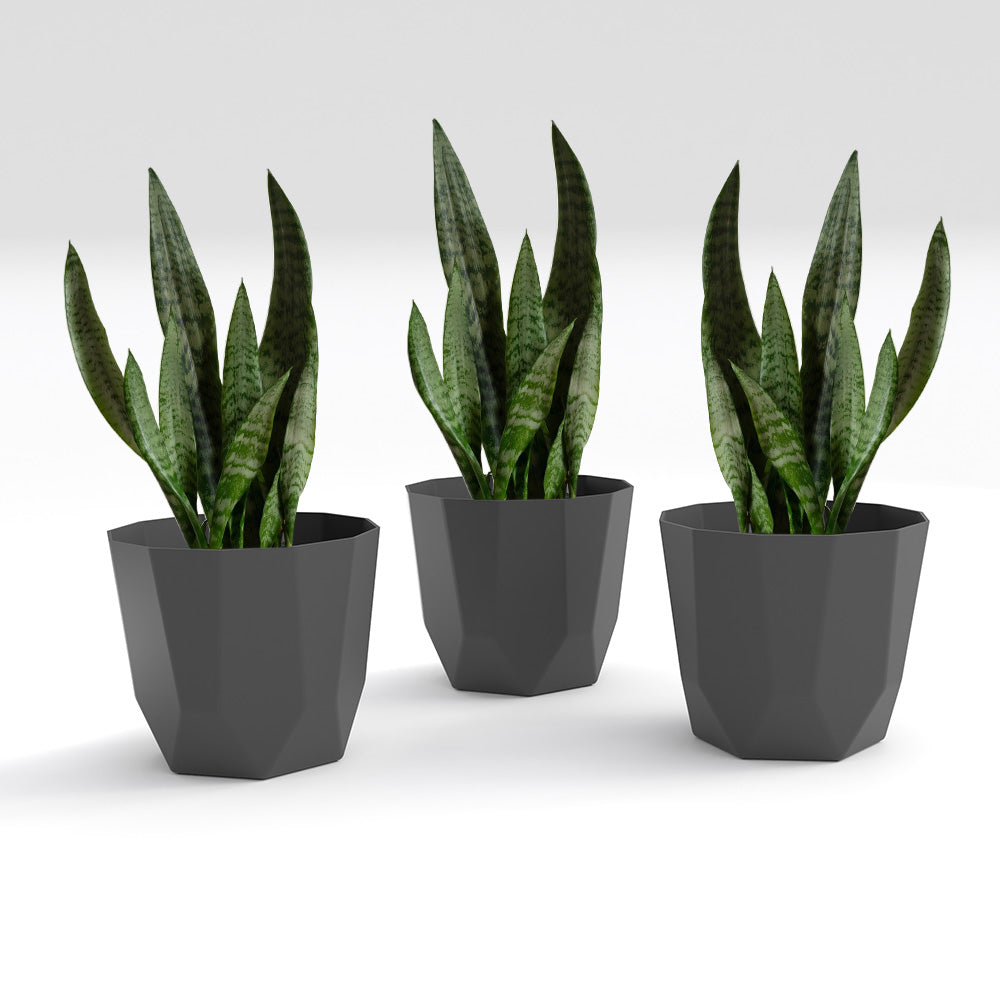 SHERA | HEXA PLANTER