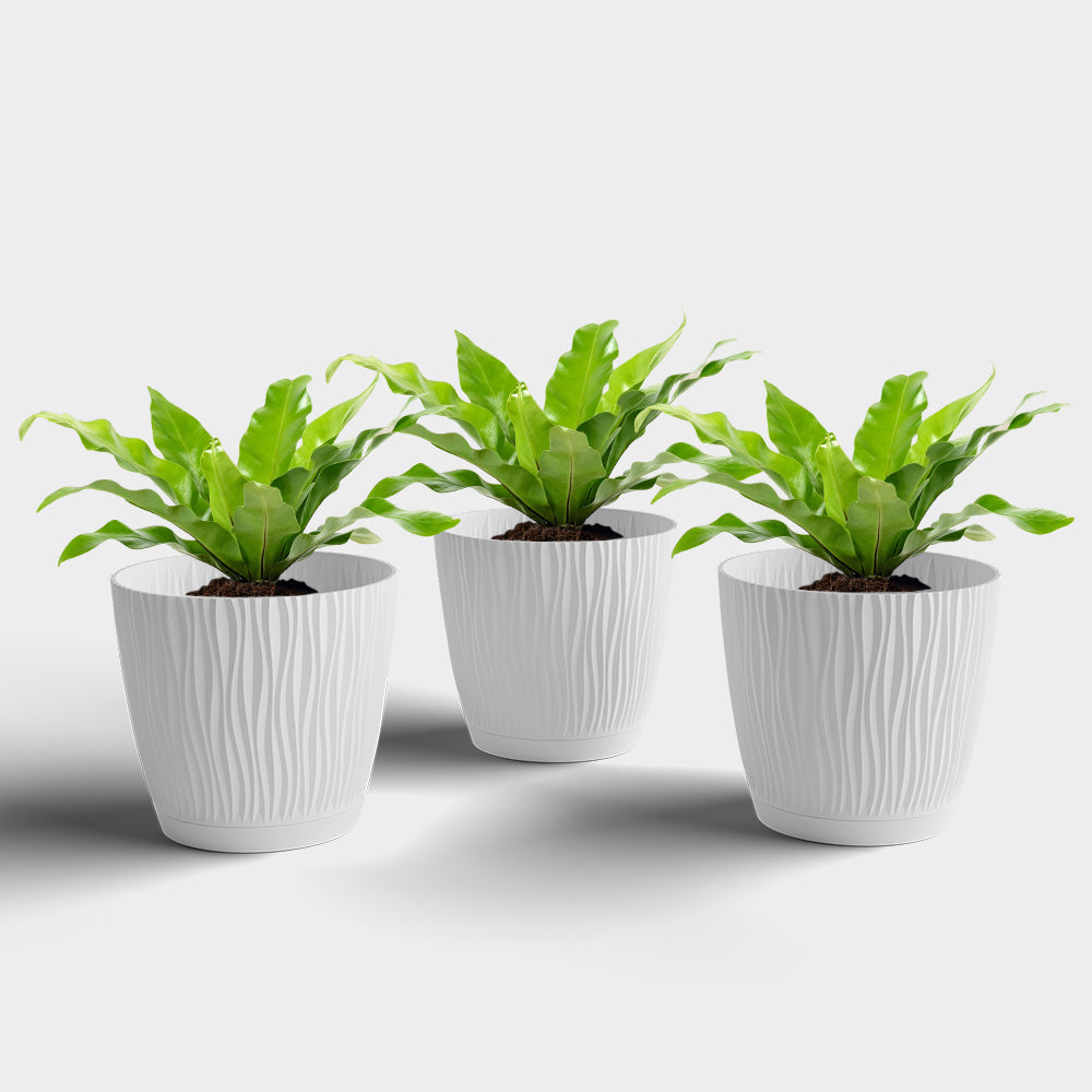 SHERA | EVA PLANTER