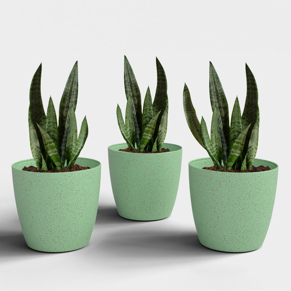 SHERA | STELLA BIO PLANTER