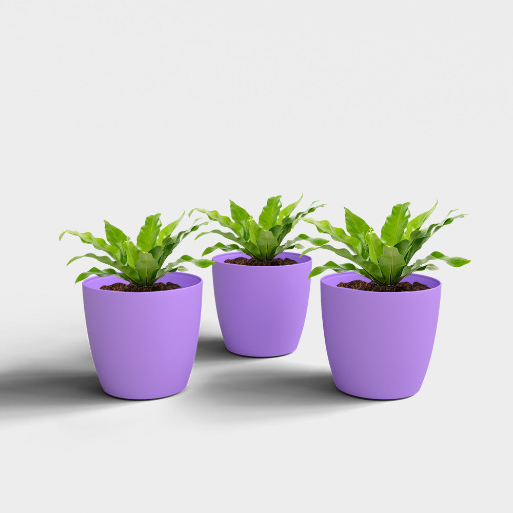 SHERA | STELLA PLANTER