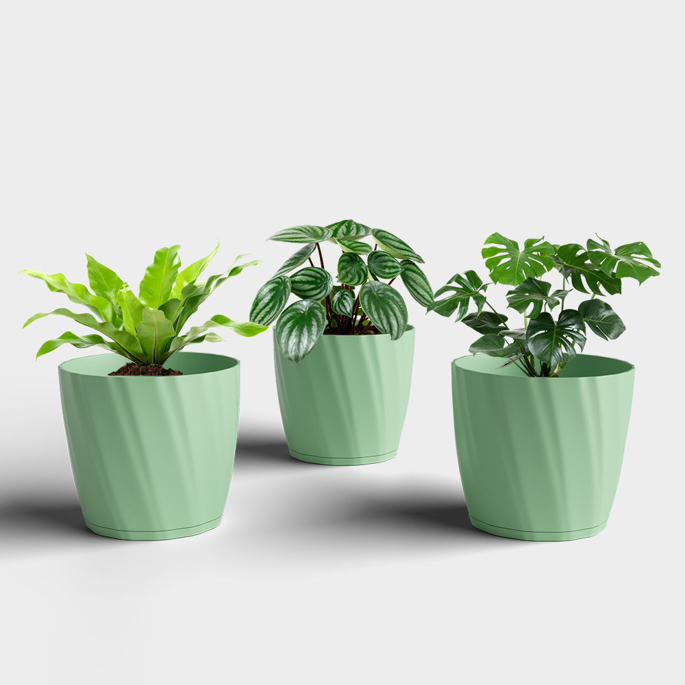 SHERA | ZINNIA PLANTER