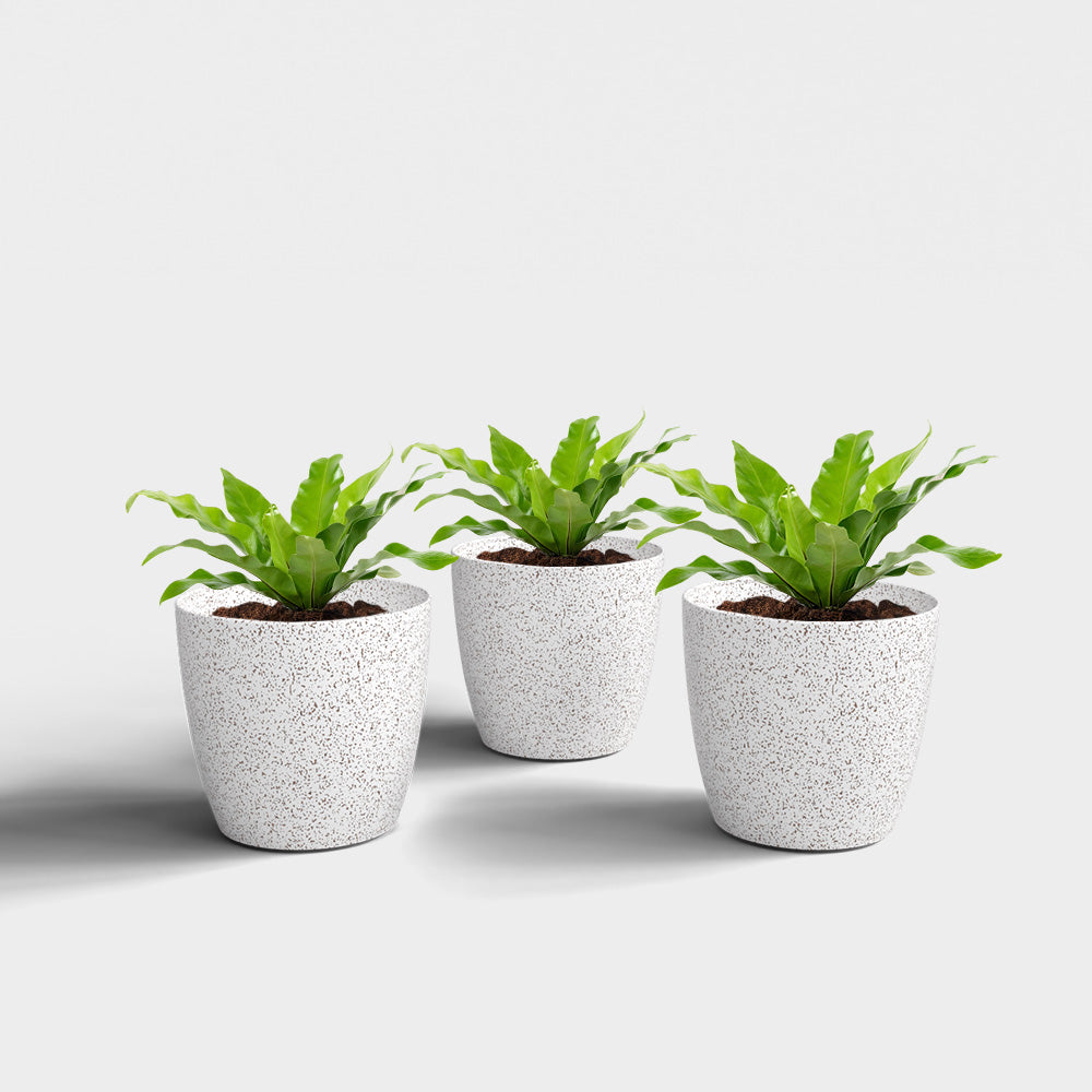 SHERA | STELLA BIO PLANTER
