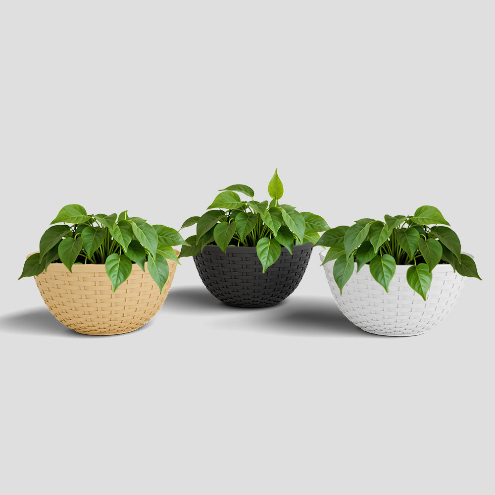 SHERA | CHICK KTR PLANTER