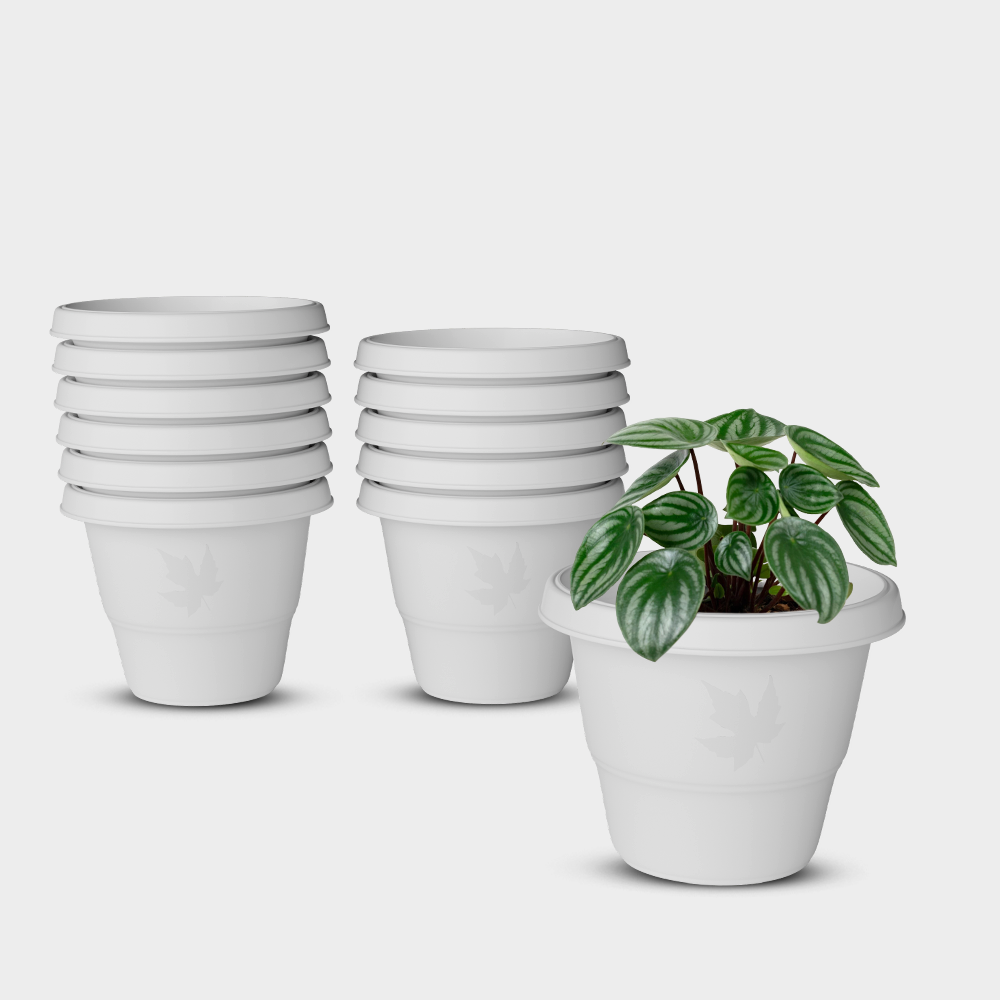 SHERA | RD PLANTER