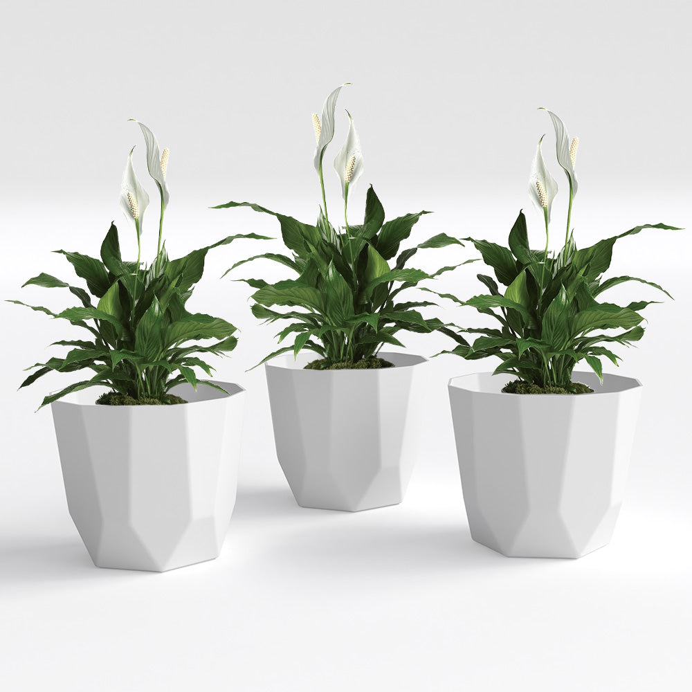 SHERA | HEXA PLANTER