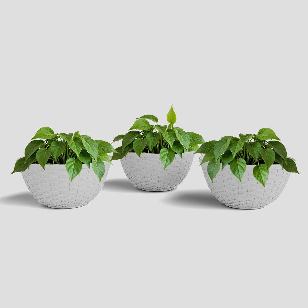 SHERA | CHICK KTR PLANTER