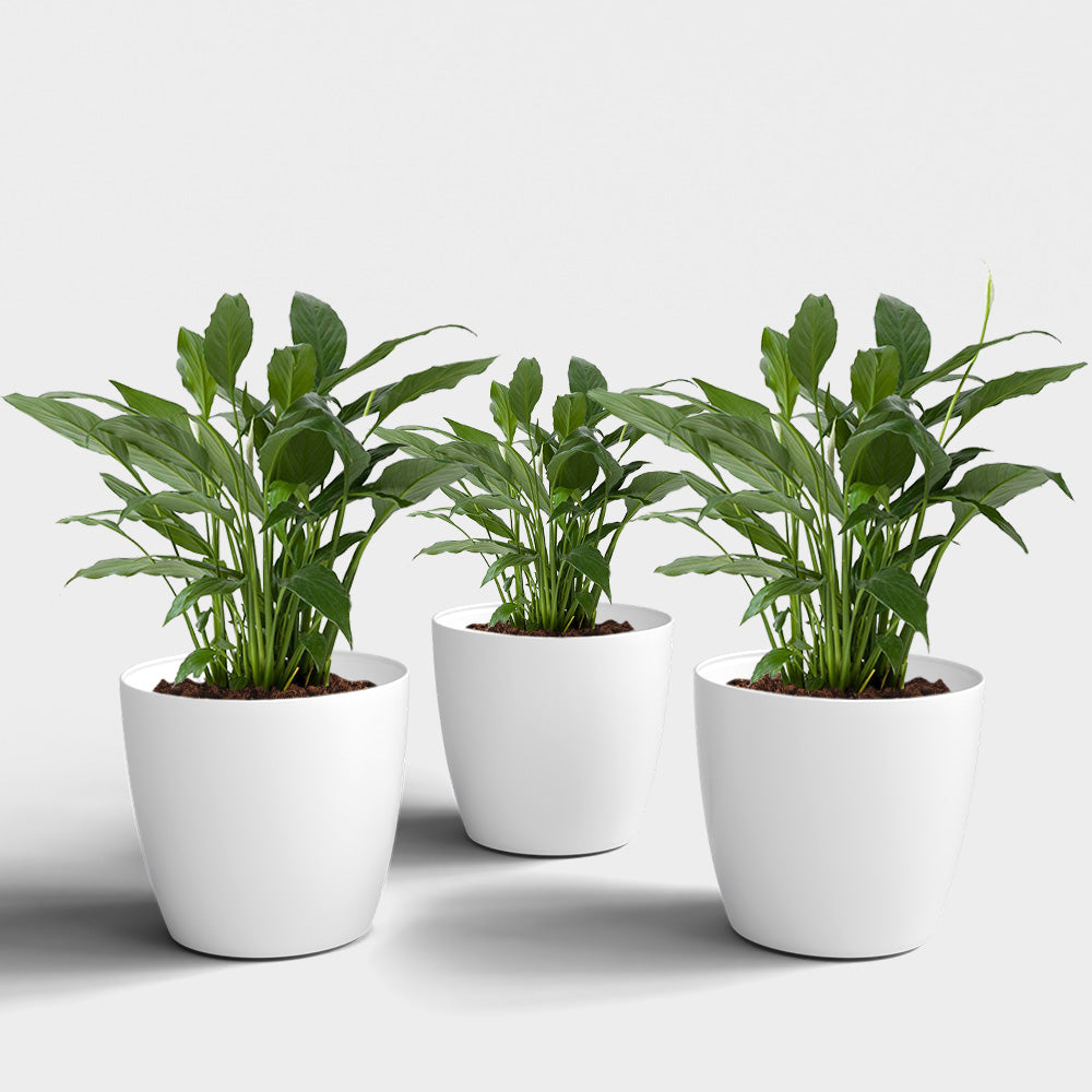 SHERA | STELLA PLANTER