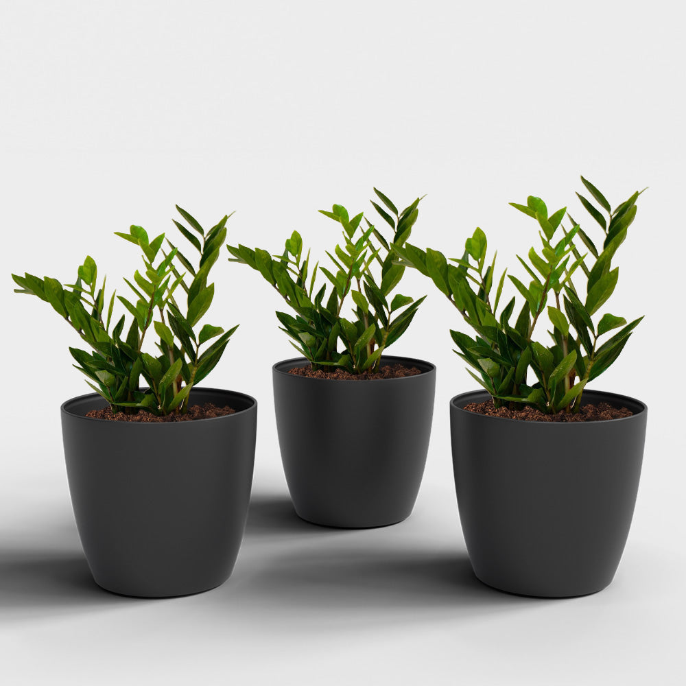 SHERA | STELLA PLANTER