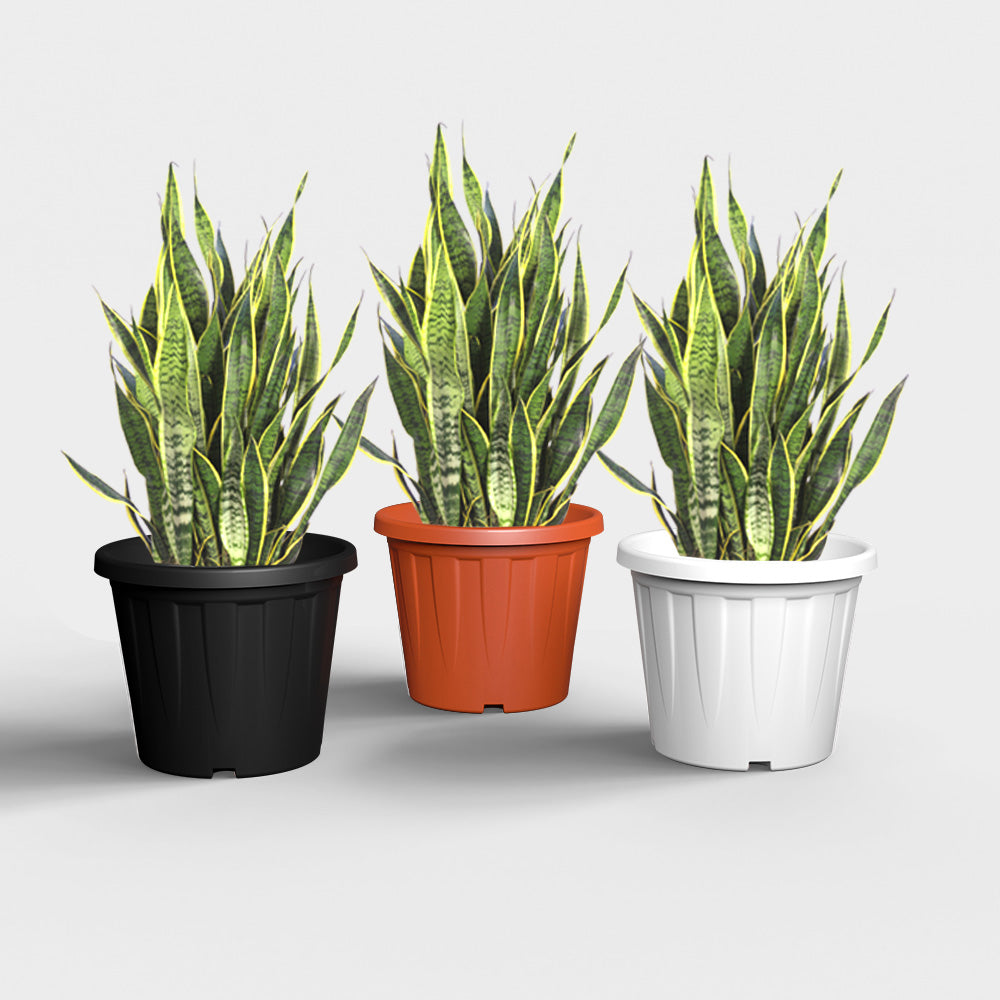 SHERA | CROWN PLANTER