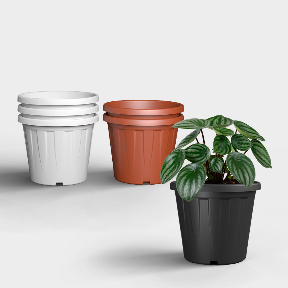 SHERA | CROWN PLANTER