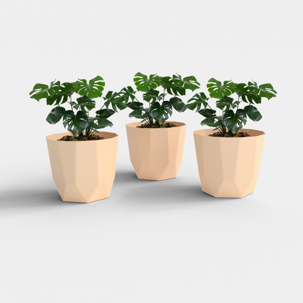 SHERA | HEXA PLANTER