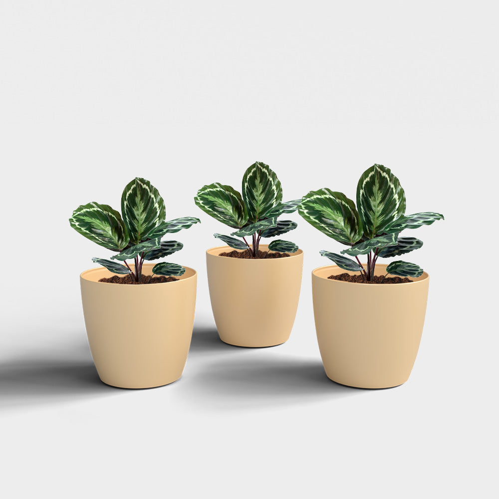 SHERA | STELLA PLANTER
