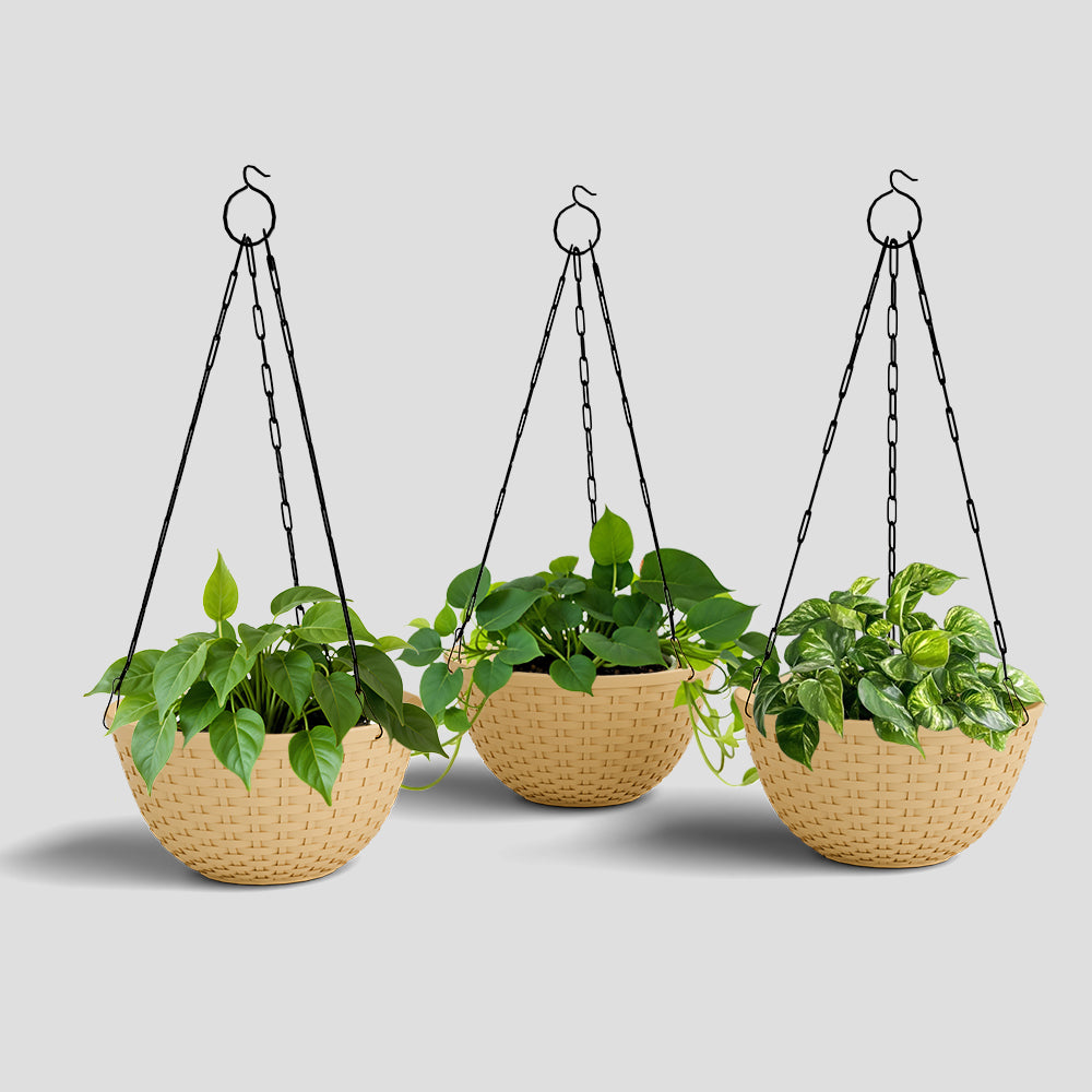 SHERA | CHICK HANGING