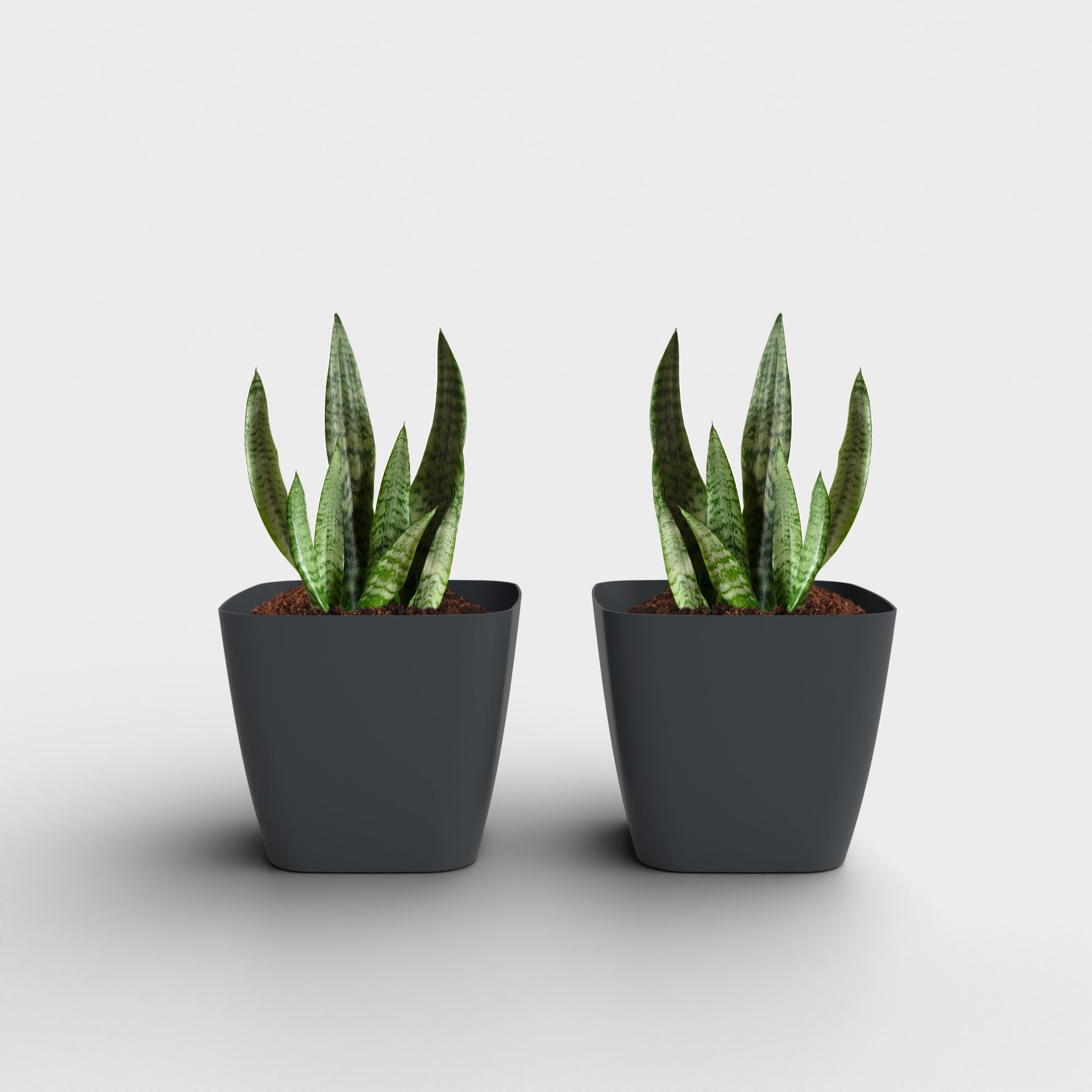 SHERA | STOIC PLANTER
