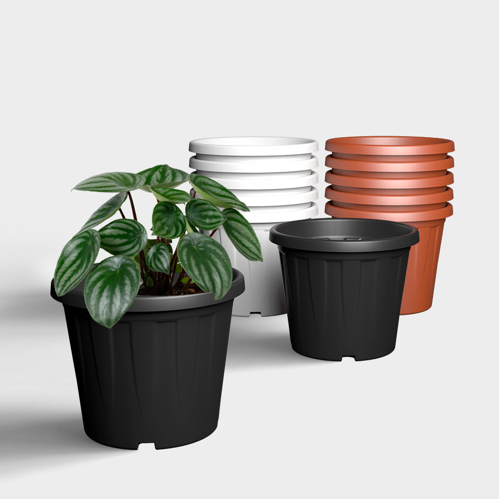 SHERA | CROWN PLANTER