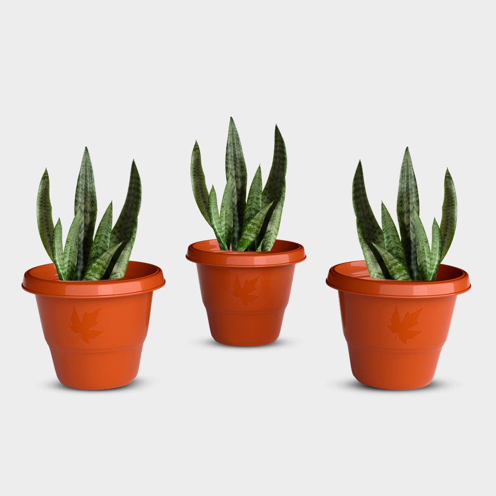 SHERA | RD PLANTER