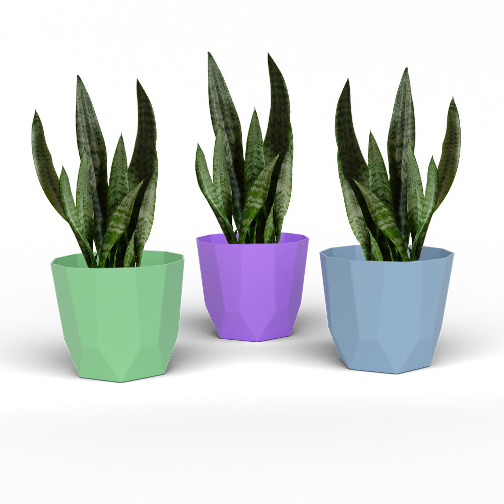 SHERA | HEXA PLANTER
