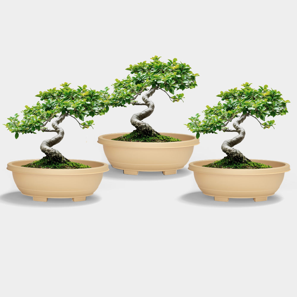 SHERA | BOTANICA TRAY PLANTER