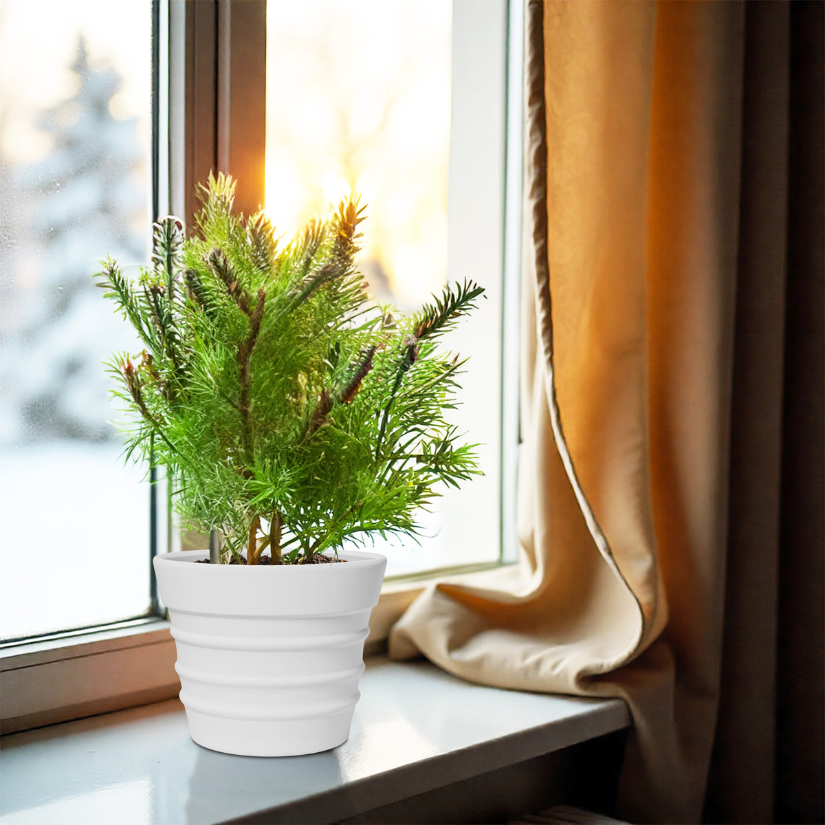 FOX B | BR PLANTER