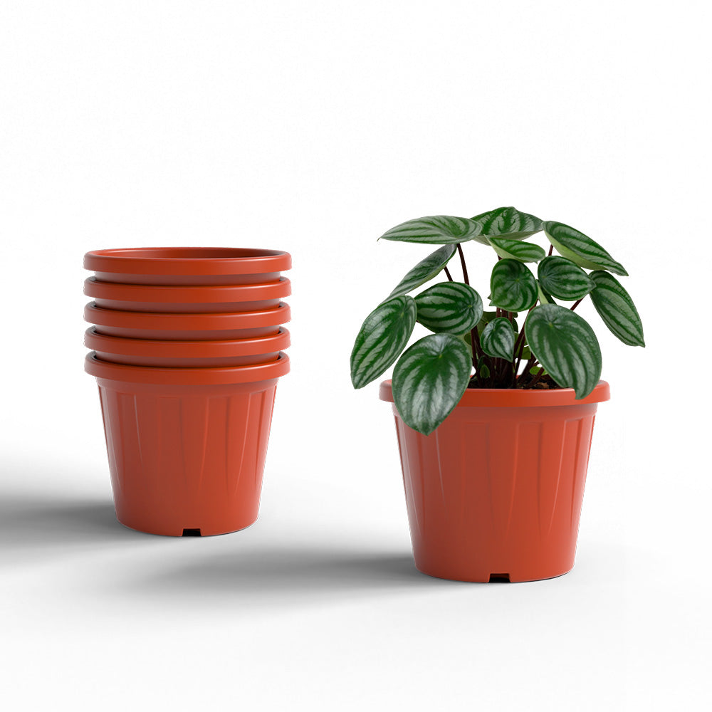 SHERA | CROWN PLANTER