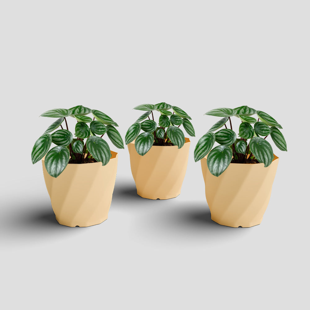 SHERA | SWIRL PLANTER