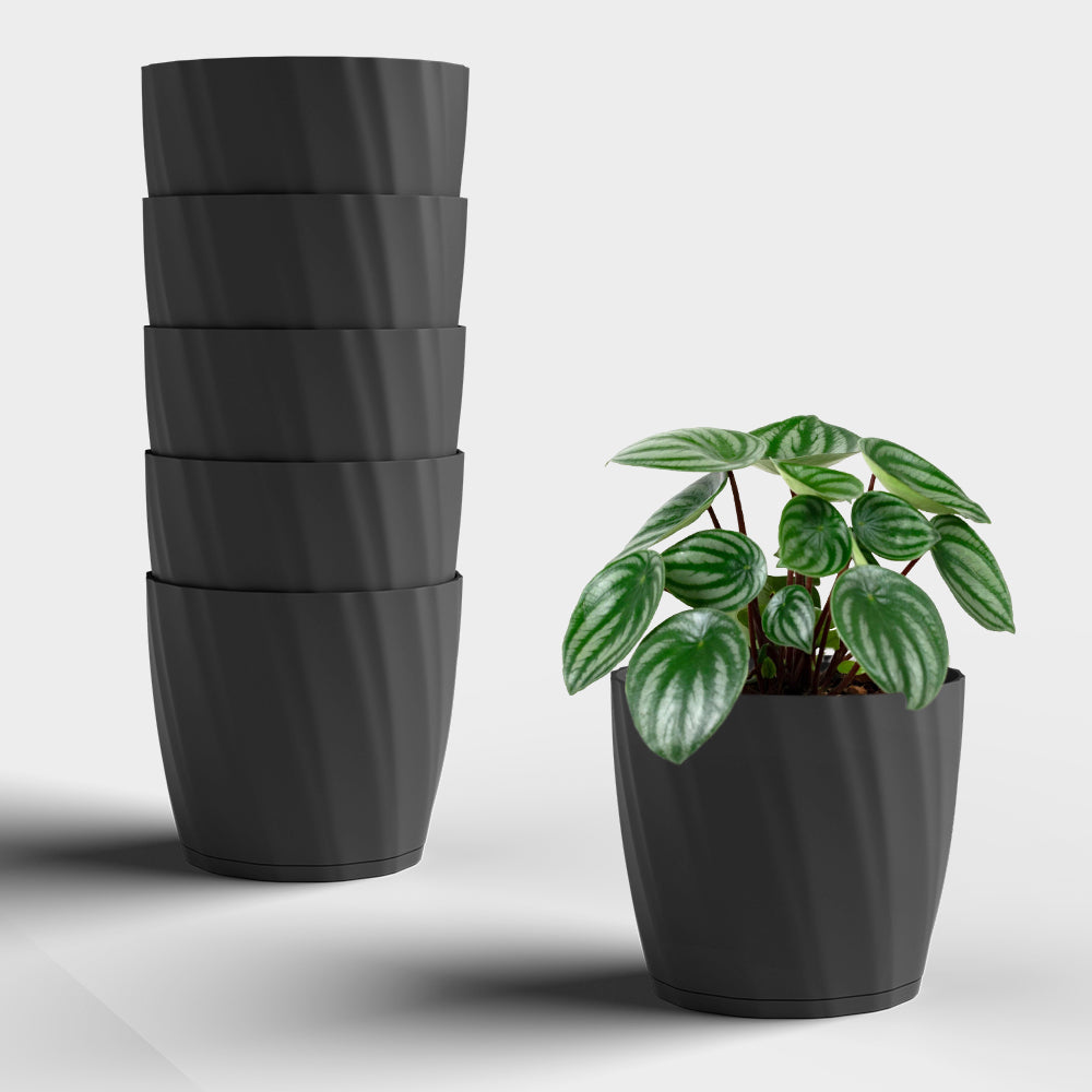 SHERA | ZINNIA PLANTER