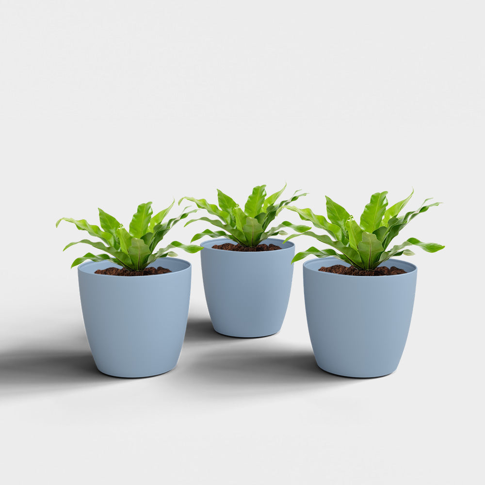 SHERA | STELLA PLANTER