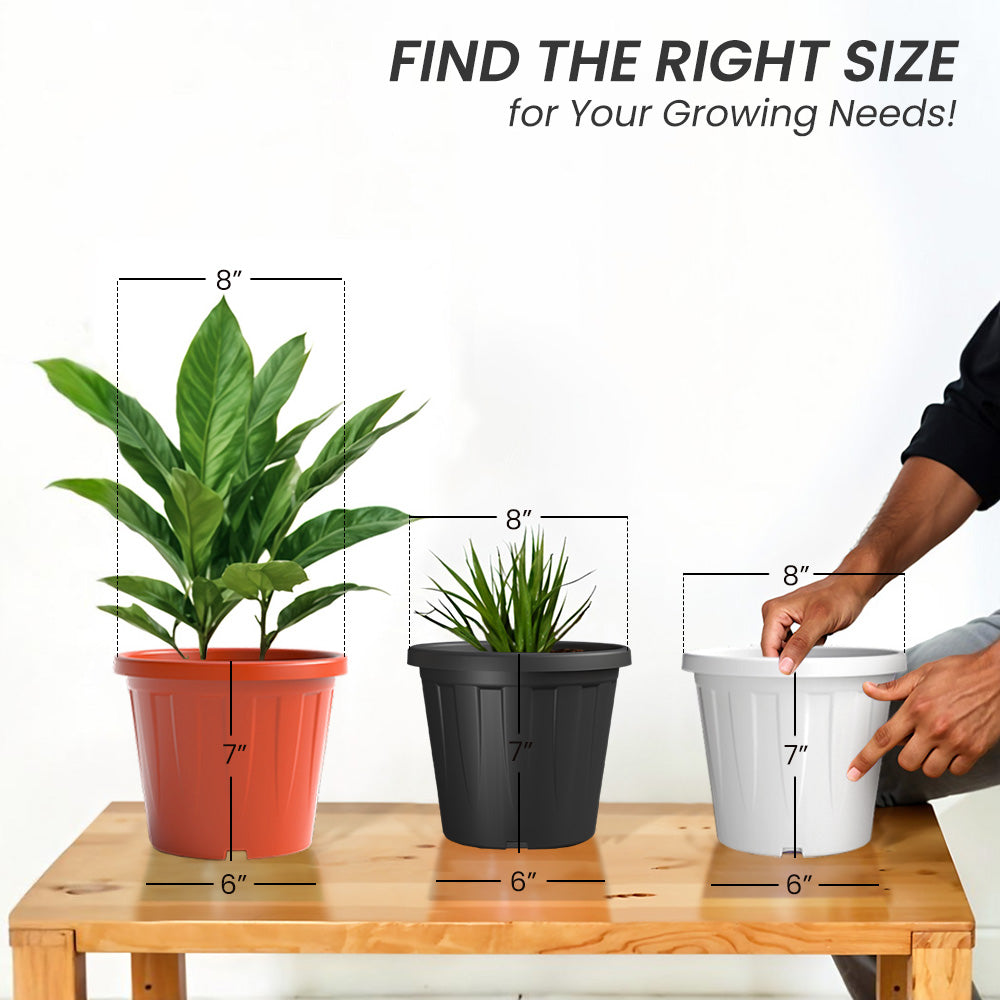 SHERA | CROWN PLANTER